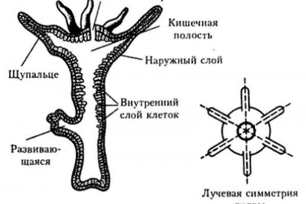 Кракен даркшоп